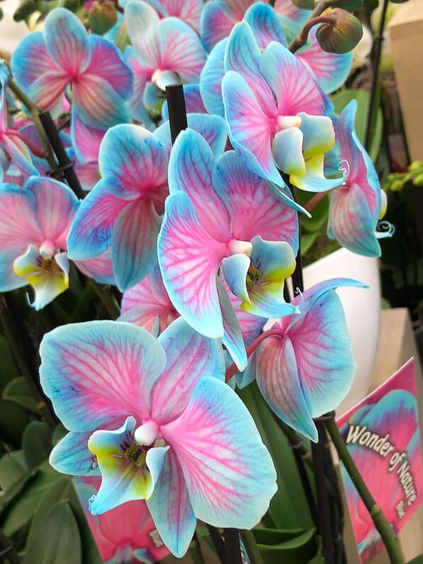 Whispers of Dawn Pastel Bouquet